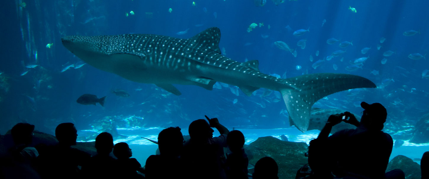 The Aquarium of the Pacific